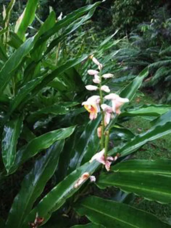 Elaichi/Cardamom_Plant_(Hybrid,_Pack_of_1)