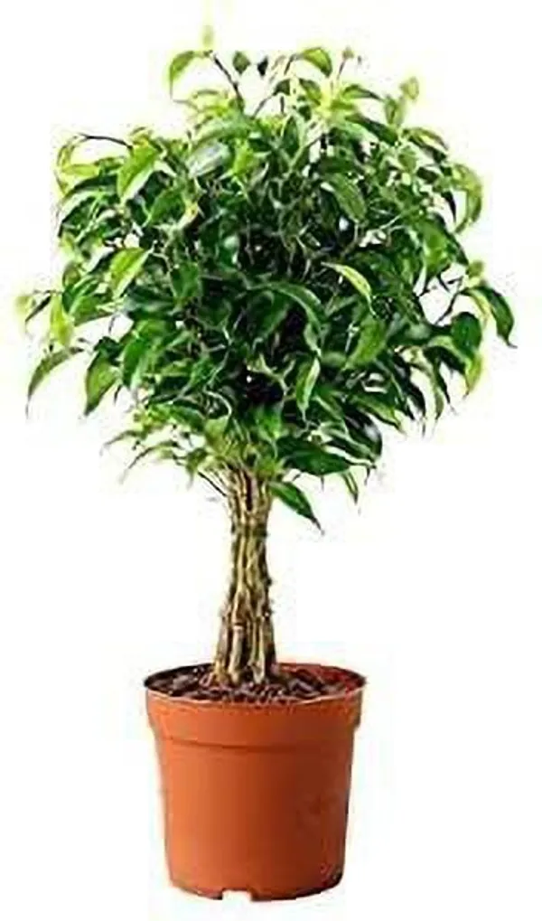 Ficus_Plant_(Hybrid,_Pack_of_1)