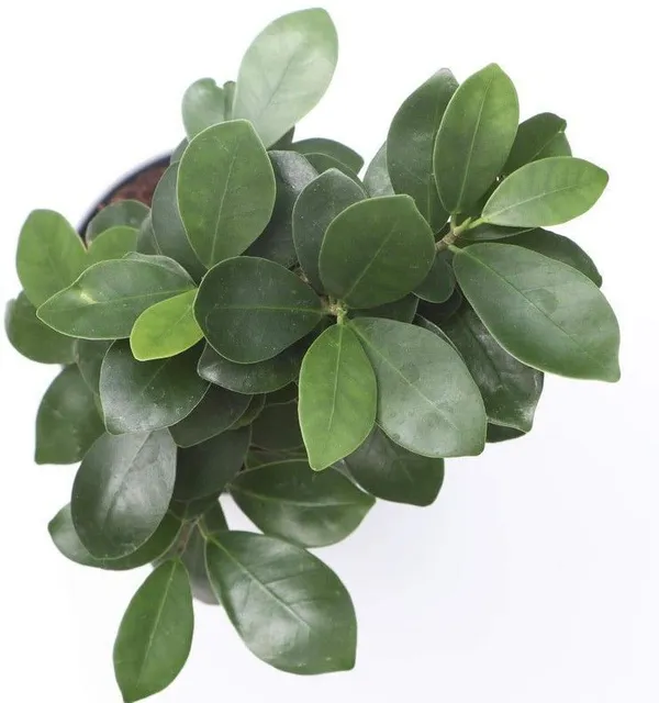 Ficus_Plant_(Hybrid,_Pack_of_1)