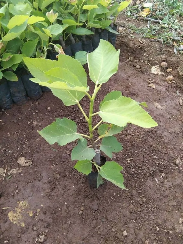 Gular/Cluster_Fig_Plant_(Hybrid,_Pack_of_1)