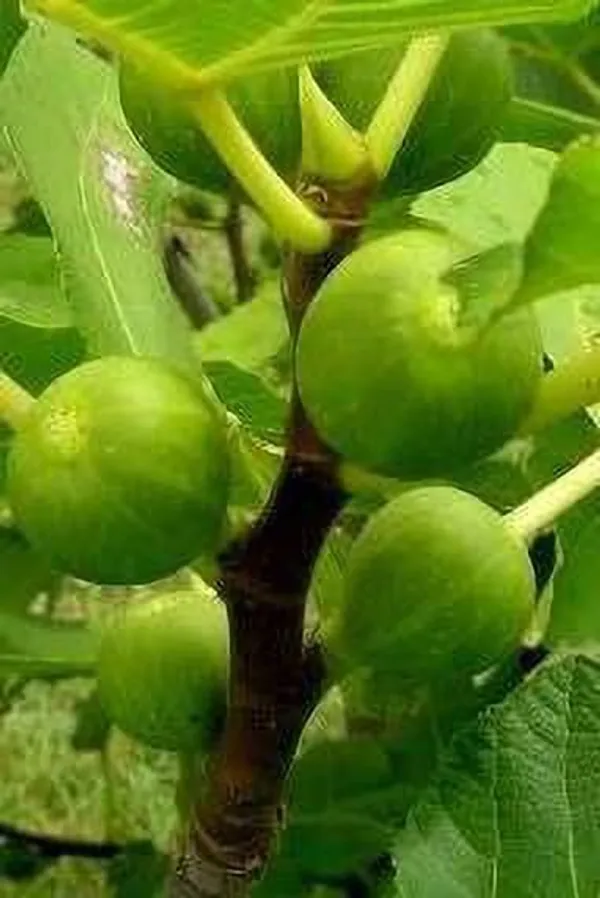 Gular/Cluster_Fig_Plant_(Hybrid,_Pack_of_1)