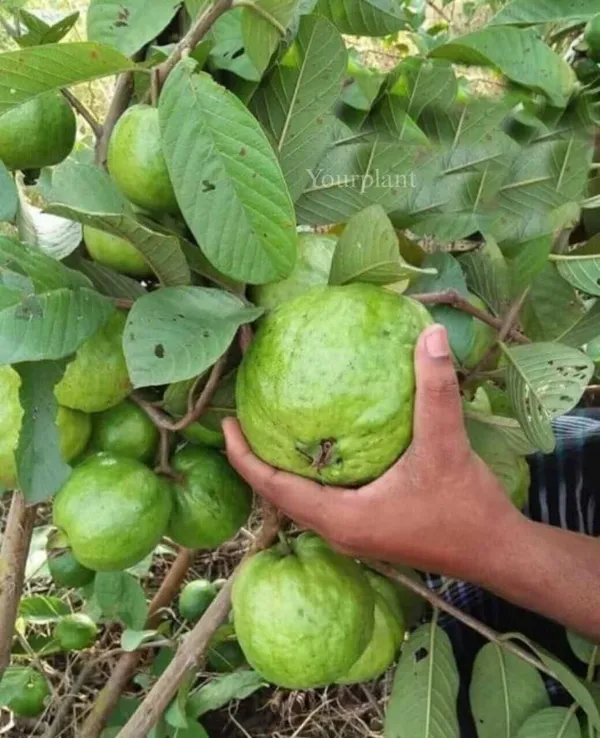 Guava_Plant_(Hybrid,_Pack_of_1)