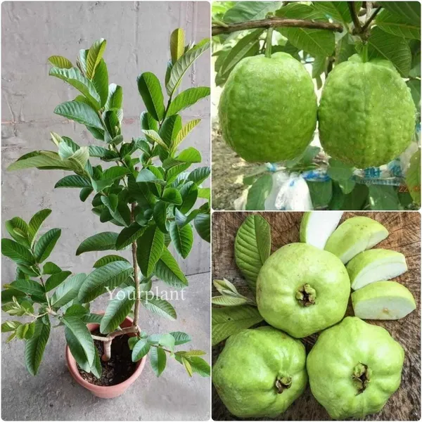Guava_Plant_(Hybrid,_Pack_of_1)