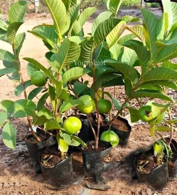 Guava_Plant_(Hybrid,_Pack_of_1)