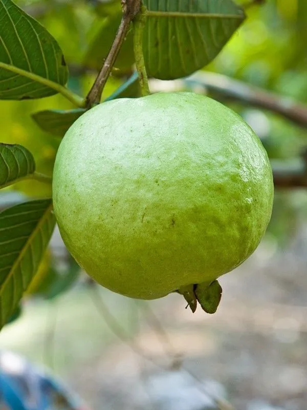 Guava_Plant_(Hybrid,_Pack_of_1)
