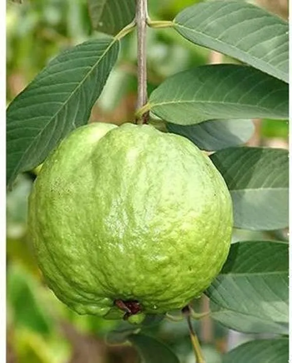 Guava_Plant_(Hybrid,_Pack_of_1)