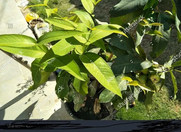 Guava_Plant_(Hybrid,_Pack_of_1)