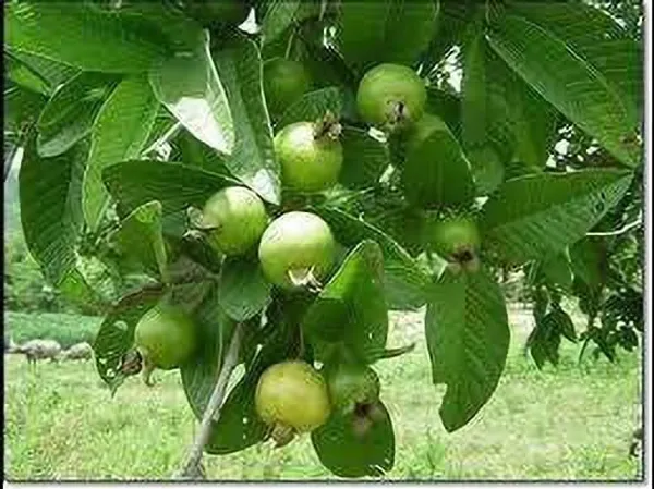 Guava_Plant_(Hybrid,_Pack_of_1)