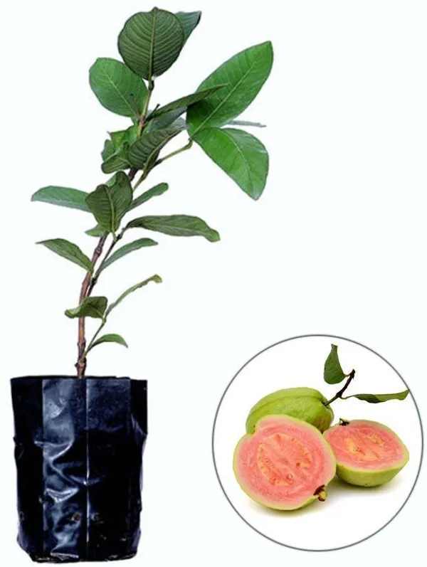 Guava_Plant_(Hybrid,_Pack_of_1)