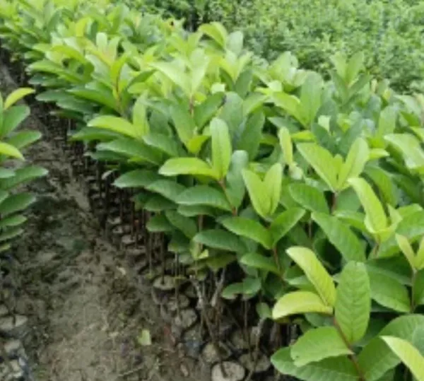 Guava_Plant_(Hybrid,_Pack_of_1)