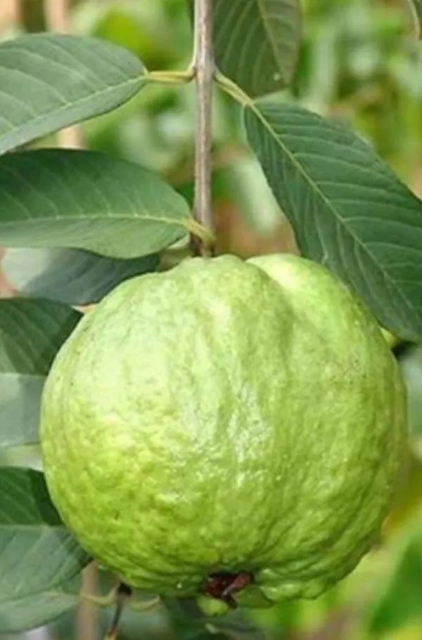 Guava_Plant_(Hybrid,_Pack_of_1)