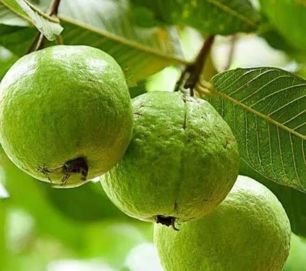 Guava_Plant_(Hybrid,_Pack_of_1)