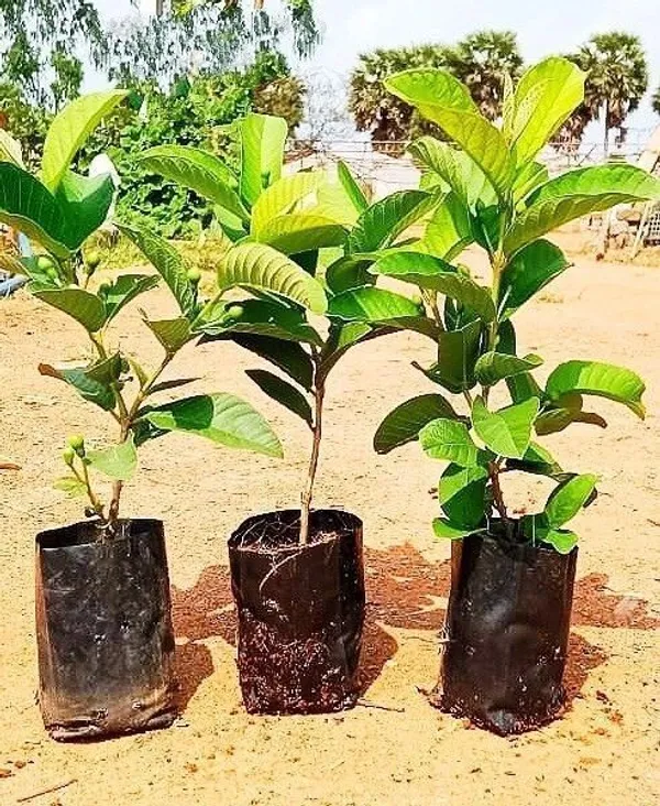 Guava_Plant_(Hybrid,_Pack_of_1)