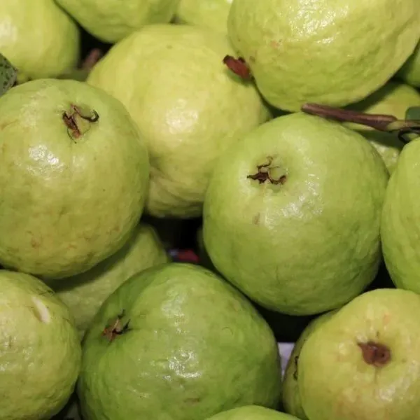 Guava_Plant_(Hybrid,_Pack_of_1)