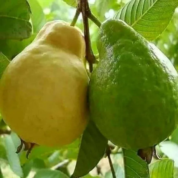 Guava_Plant_(Hybrid,_Pack_of_1)