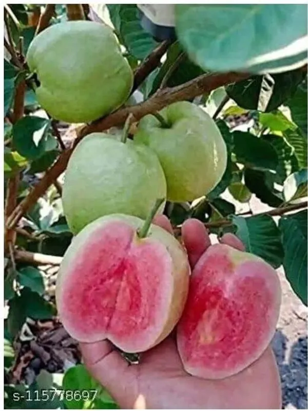 Guava_Plant_(Hybrid,_Pack_of_1)