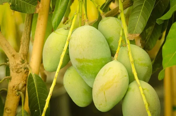 Mango_Plant_(Hybrid,_Pack_of_1)