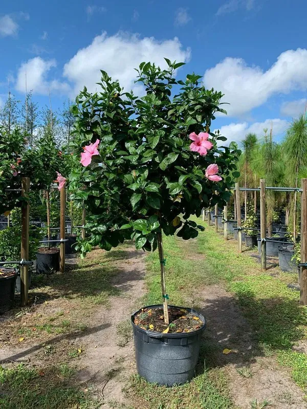 Hibiscus_Plant_(Hybrid,_Pack_of_1)