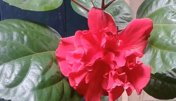 Hibiscus_Plant_(Hybrid,_Pack_of_1)