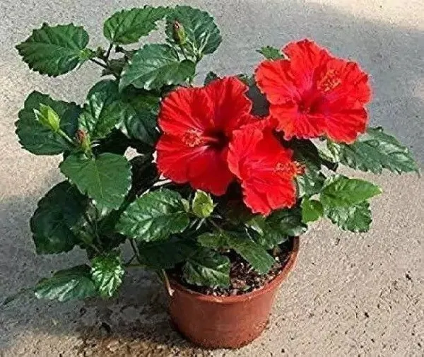 Hibiscus_Gudhal_Flower_Plant_(Hybrid,_Pack_of_1)