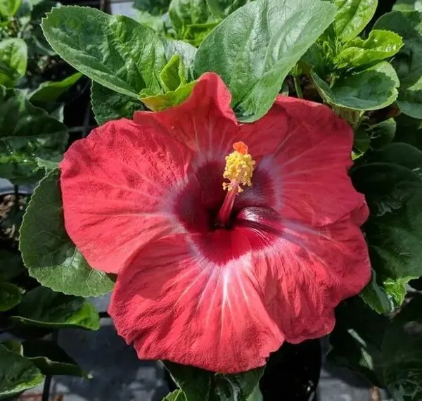 Hibiscus_Plant_(Hybrid,_Pack_of_1)