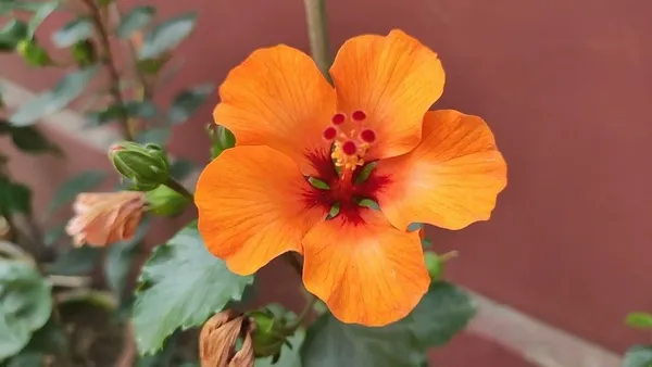Hibiscus_Plant_(Hybrid,_Pack_of_1)