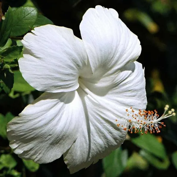 Hibiscus_Plant_(Hybrid,_Pack_of_1)