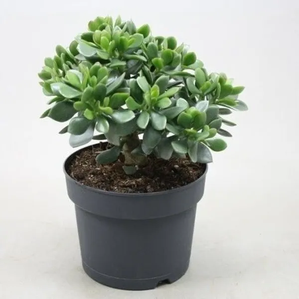 Crasulla_Ovata_Plant_(Hybrid,_Pack_of_1)