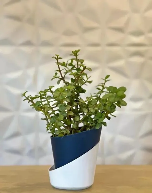 Jade_Plant_(Hybrid,_Pack_of_1)