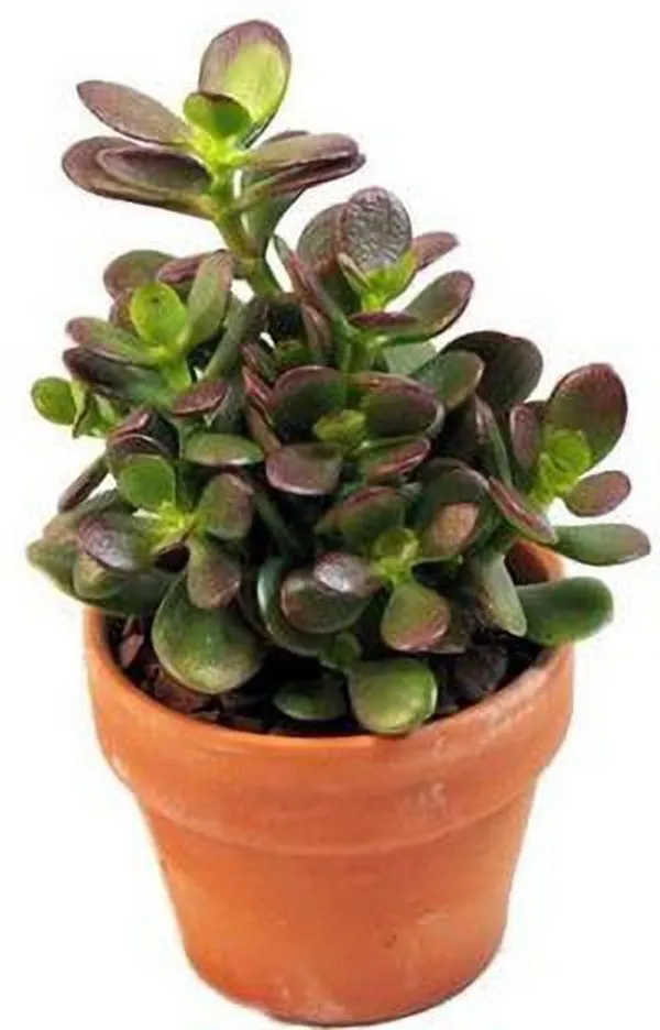 Jade_Plant_(Hybrid,_Pack_of_1)