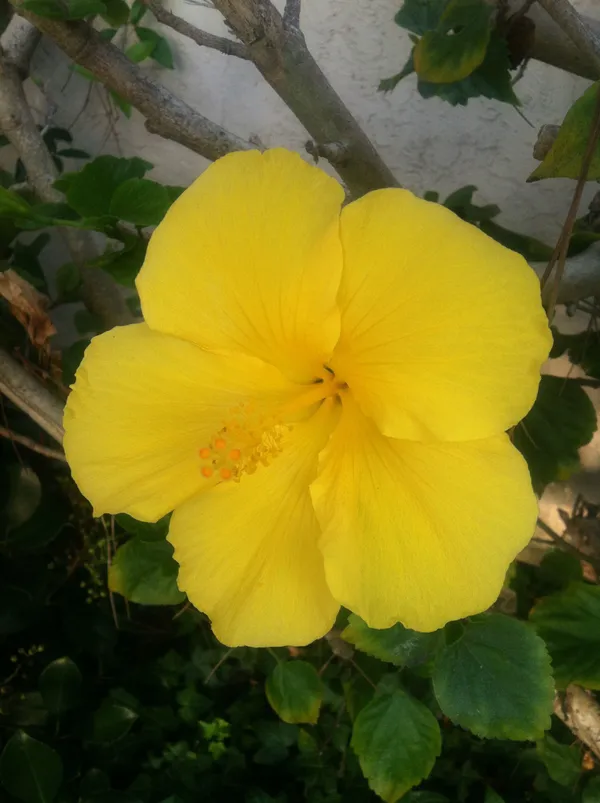 Hibiscus_Plant_(Hybrid,_Pack_of_1)