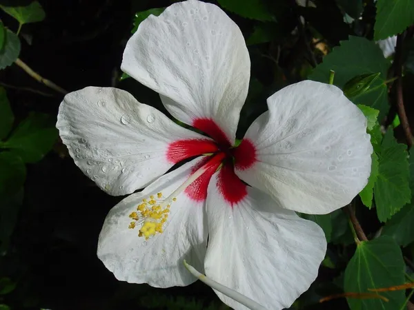 Hibiscus_Plant_(Hybrid,_Pack_of_1)