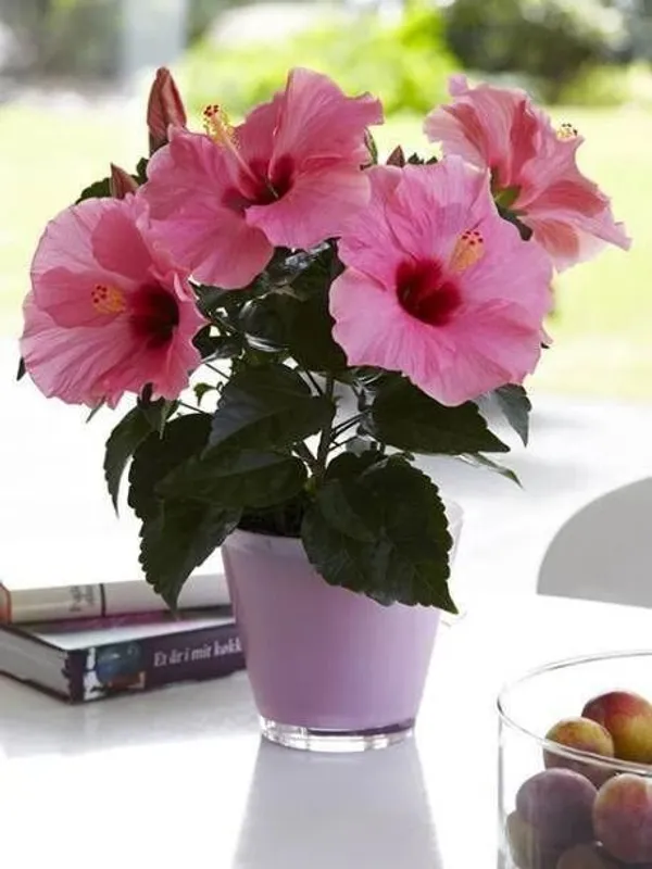 Hibiscus_Plant_(Hybrid,_Pack_of_1)