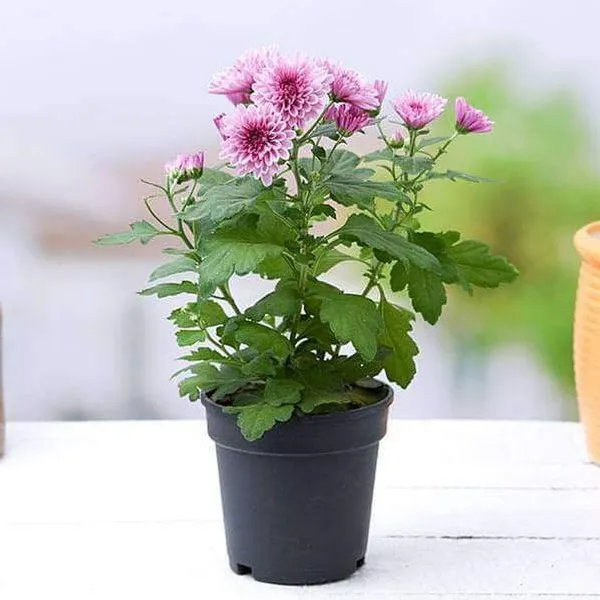 Chrysanthemums/_Guldavari_Plant_(Hybrid,_Pack_of_1)