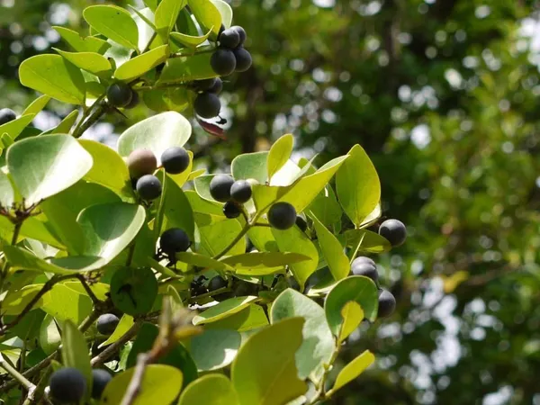 Karonda_Plant_(Hybrid,_Pack_of_1)