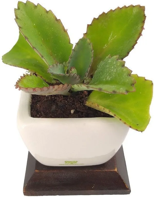 Kalanchoe_Plant_(Hybrid,_Pack_of_1)