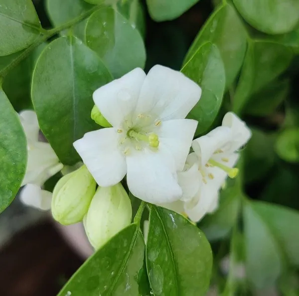 Madhu_Kamini_Plant_(Hybrid,_Pack_of_1)