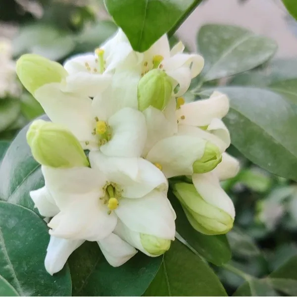 Madhu_Kamini_Plant_(Hybrid,_Pack_of_1)