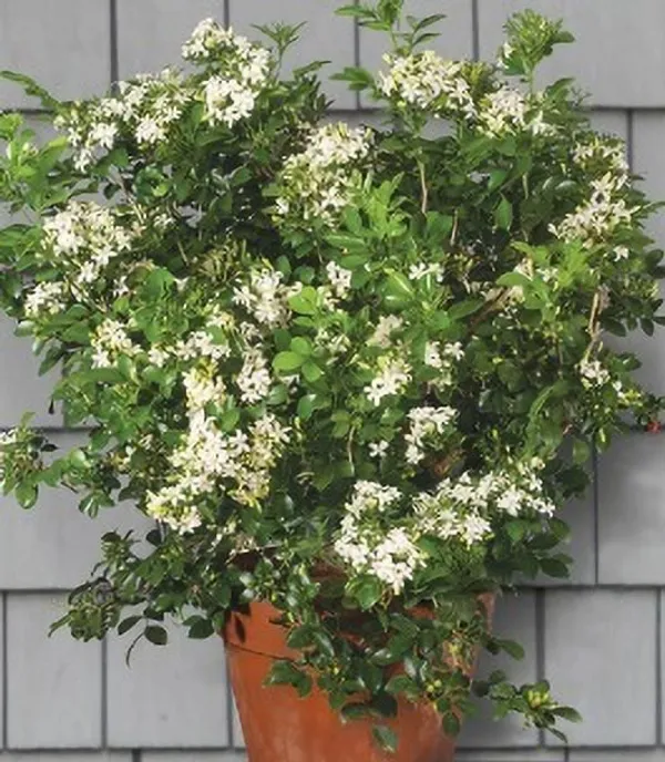 Murraya_Paniculata_Plant_(Hybrid,_Pack_of_1)