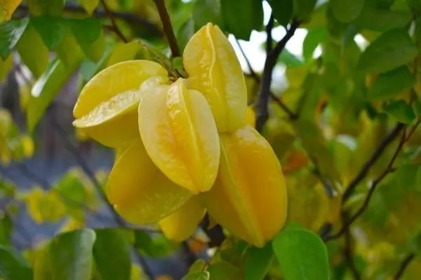 Star_Fruit_Carambola_Grafted_Plant_(Hybrid,_Pack_of_1)