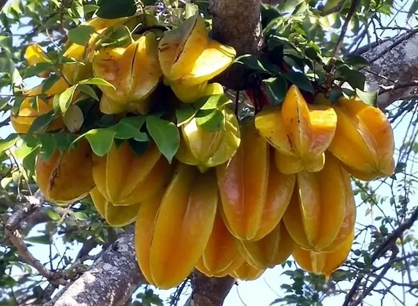 Star_Fruit_Carambola_Grafted_Plant_(Hybrid,_Pack_of_1)