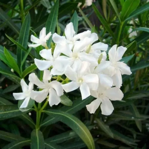 Kaner_Plant_(Hybrid,_Pack_of_1)