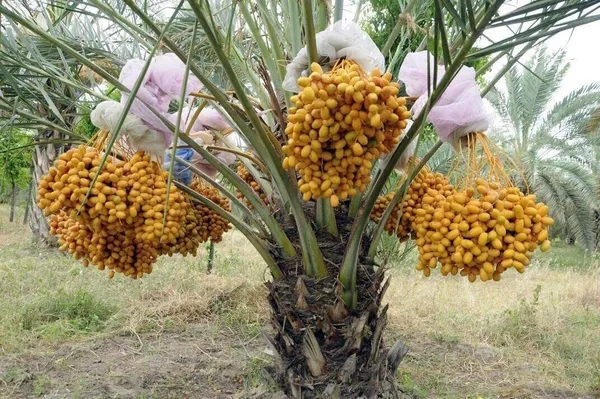 Palas_Tree_Plant_(Hybrid,_Pack_of_1)