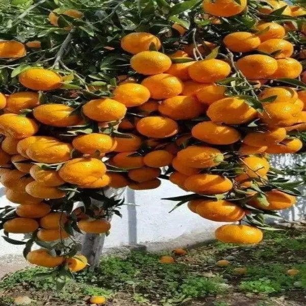 Orange_Plant_(Hybrid,_Pack_of_1)