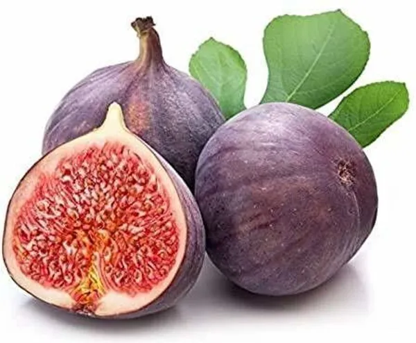 Gular/Cluster_Fig_Plant_(Hybrid,_Pack_of_1)