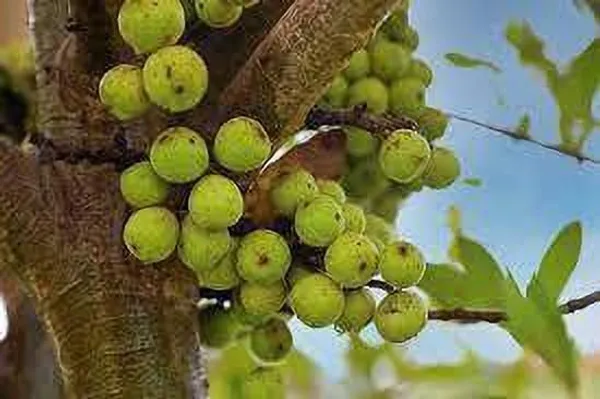 Gular/Cluster_Fig_Plant_(Hybrid,_Pack_of_1)