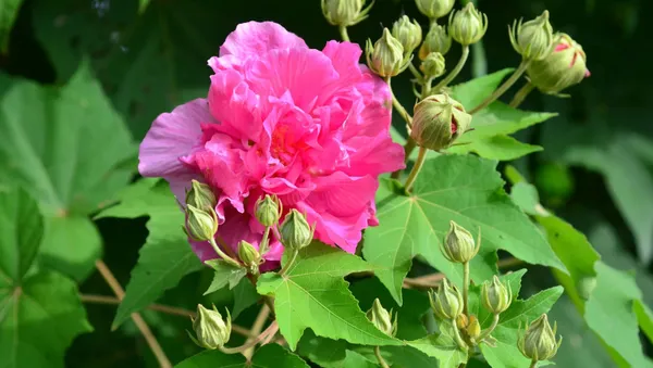 Lotus_Plant_(Hybrid,_Pack_of_1)