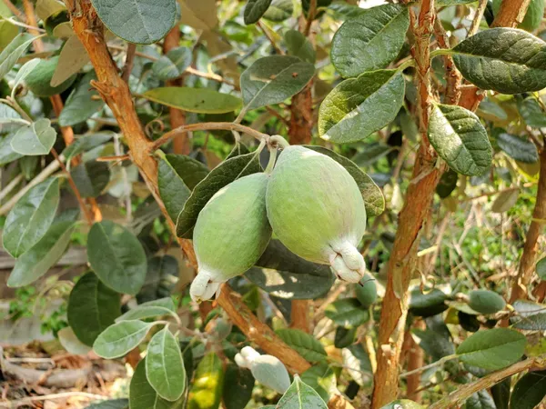 Guava_Plant_(Hybrid,_Pack_of_1)