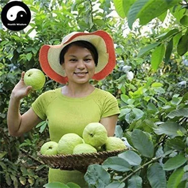 Guava_Plant_(Hybrid,_Pack_of_1)