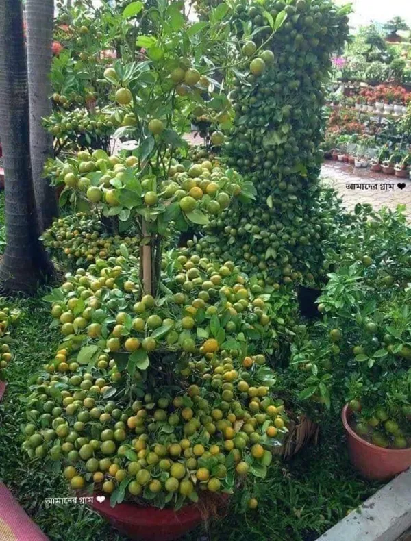 Sweet_Lemon_Plant_(Hybrid,_Pack_of_1)